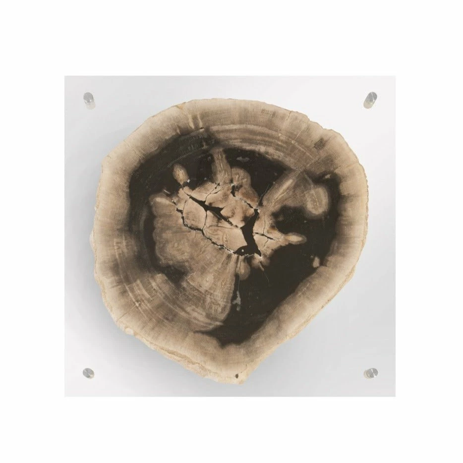 Best deal 👍 PHILLIPS COLLECTION FLOATING PERTRIFIED SLICE WALL ART 🔔 1 PHILLIPS COLLECTION FLOATING PERTRIFIED SLICE WALL ART