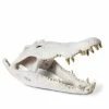 PHILLIPS COLLECTION CROCODILE SKULL SCULPTURE: WHITE, GOLD